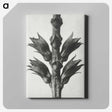 1-94_Karl-Blossfeldt_canvas