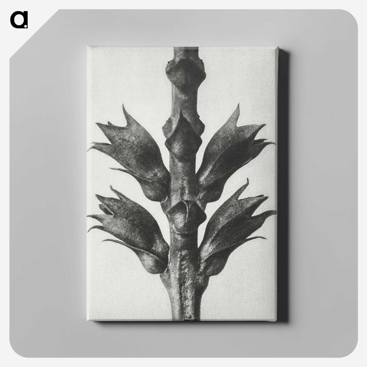 1-94_Karl-Blossfeldt_canvas