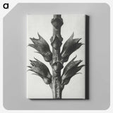 1-94_Karl-Blossfeldt_canvas
