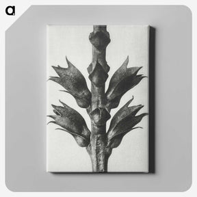 1-94_Karl-Blossfeldt_canvas