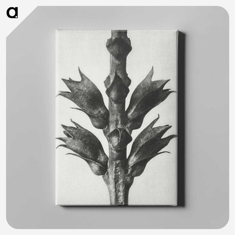 1-94_Karl-Blossfeldt_canvas