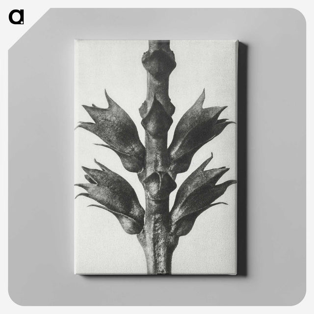1-94_Karl-Blossfeldt_canvas
