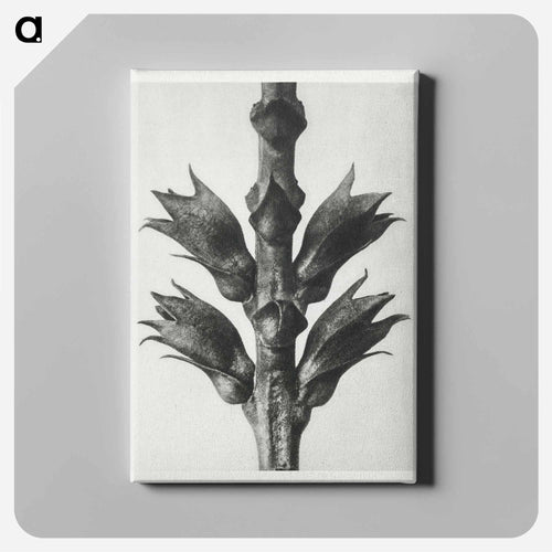 Physostegia Virginiana (Virginian False Dragon–head) – Karl Blossfeldt Canvas.