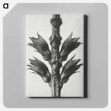 Physostegia Virginiana (Virginian False Dragon–head) - カール ブロスフェルト Canvas.