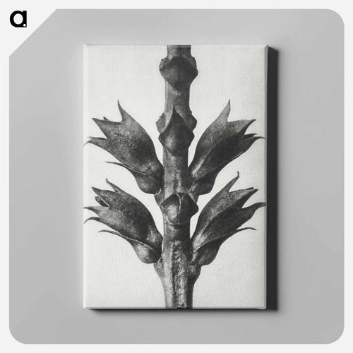 Physostegia Virginiana (Virginian False Dragon–head) - カール ブロスフェルト Canvas.