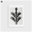 アートポストカード-Physostegia Virginiana (Virginian False Dragon–head) - カール ブロスフェルト Postcard.