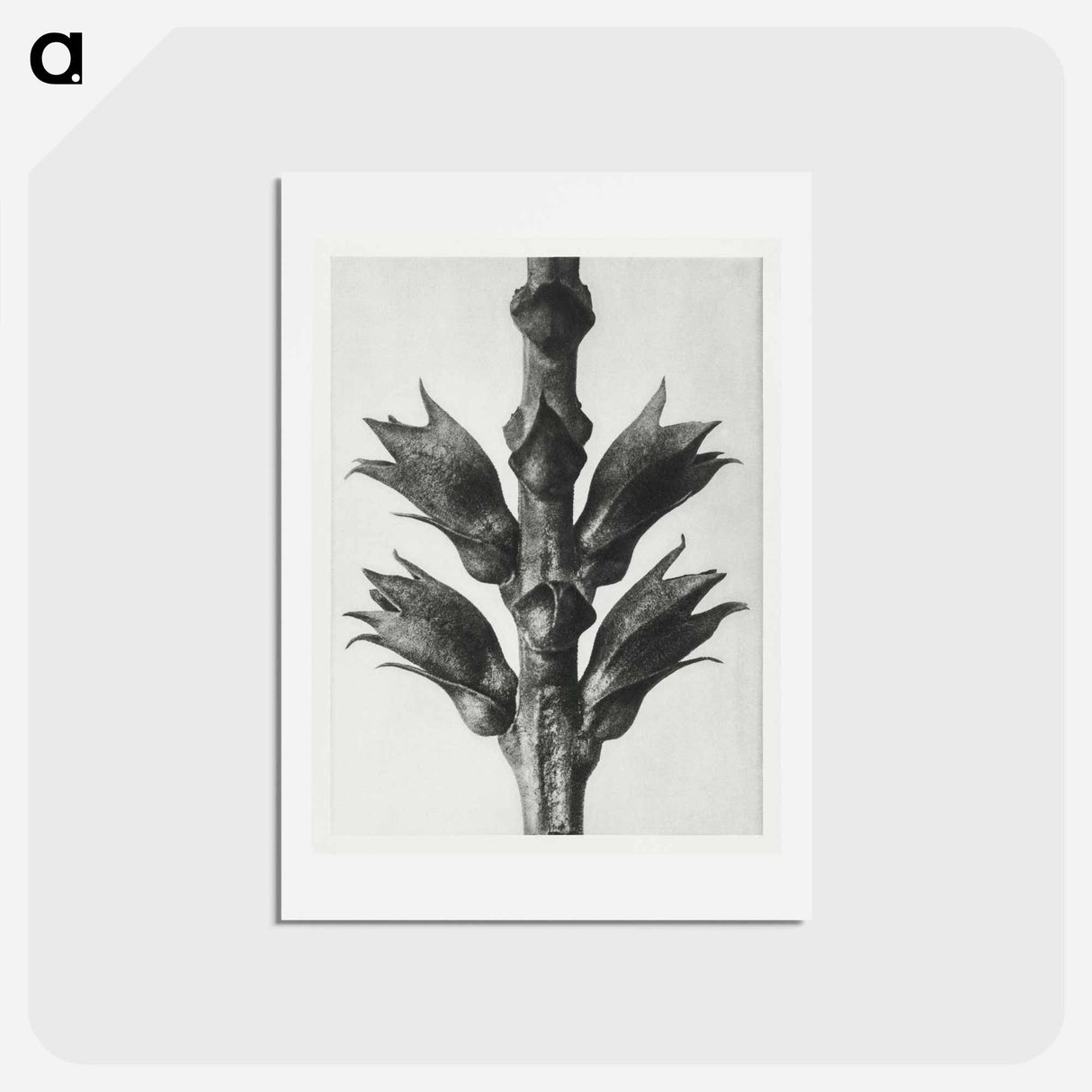 アートポストカード-Physostegia Virginiana (Virginian False Dragon–head) - カール ブロスフェルト Postcard.