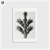 アートポストカード-Physostegia Virginiana (Virginian False Dragon–head) - カール ブロスフェルト Postcard.