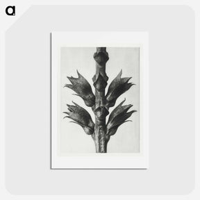 アートポストカード-Physostegia Virginiana (Virginian False Dragon–head) - カール ブロスフェルト Postcard.