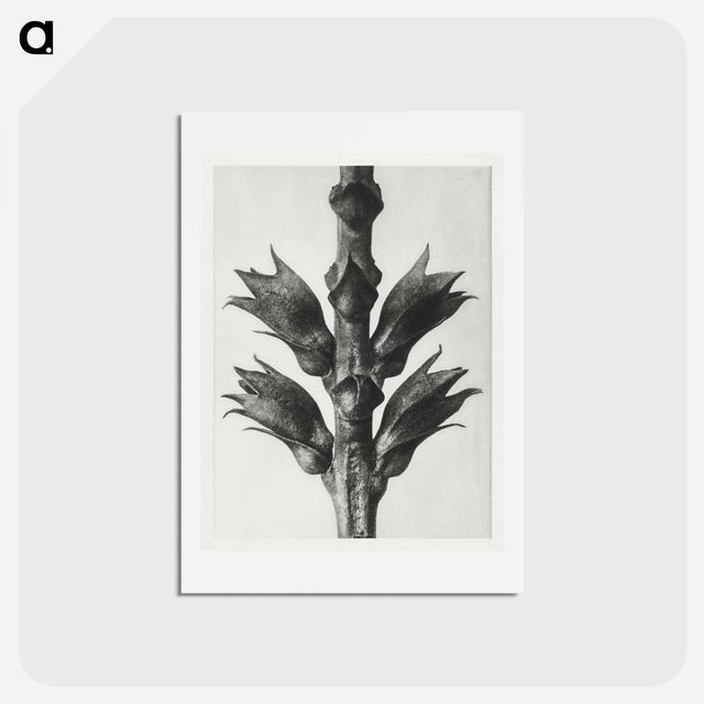 アートポストカード-Physostegia Virginiana (Virginian False Dragon–head) - カール ブロスフェルト Postcard.