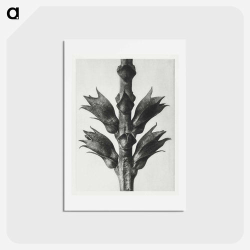 Physostegia Virginiana (Virginian False Dragon–head) - カール ブロスフェルト Postcard.