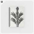 1-94_Karl-Blossfeldt_memo