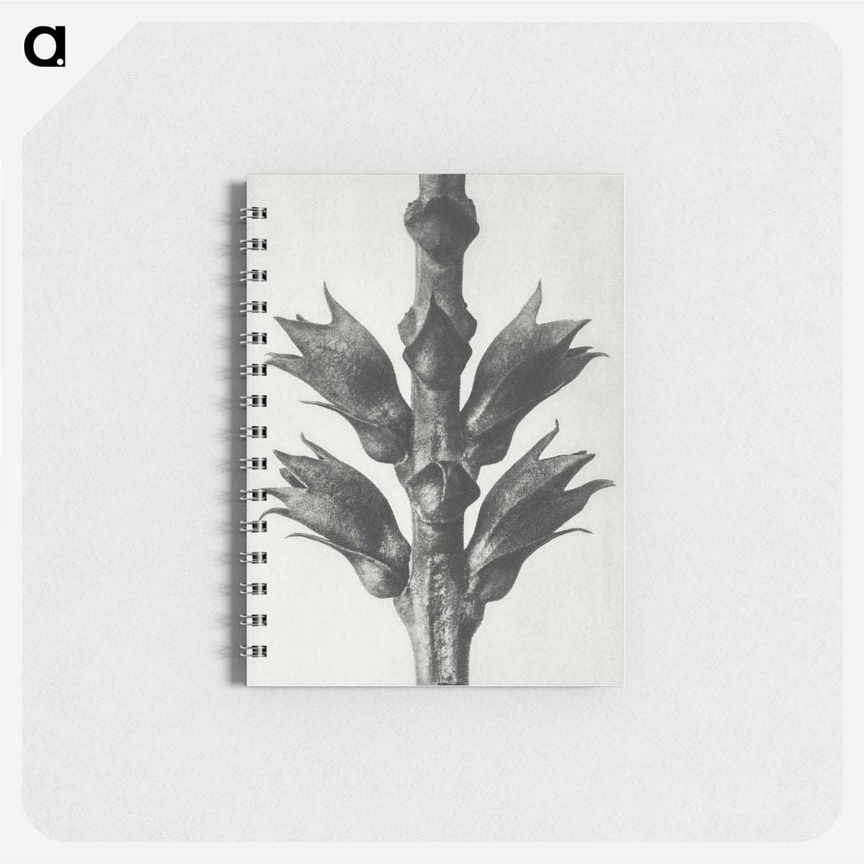 1-94_Karl-Blossfeldt_memo