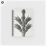 1-94_Karl-Blossfeldt_memo