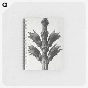 1-94_Karl-Blossfeldt_memo