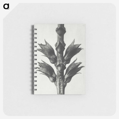 1-94_Karl-Blossfeldt_memo