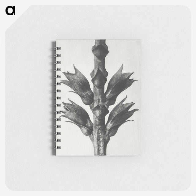 1-94_Karl-Blossfeldt_memo