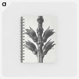 Physostegia Virginiana (Virginian False Dragon–head) - カール ブロスフェルト Memo.