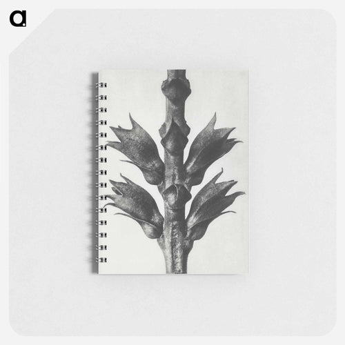 Physostegia Virginiana (Virginian False Dragon–head) - カール ブロスフェルト Memo.