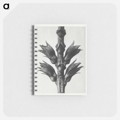 Physostegia Virginiana (Virginian False Dragon–head) - Karl Blossfeldt Memo.