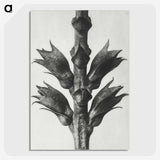 1-94_Karl-Blossfeldt_picture-crop
