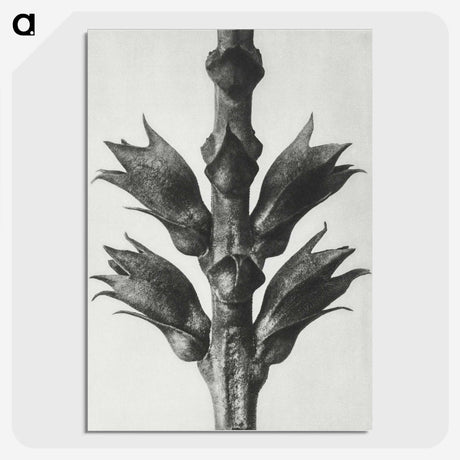 1-94_Karl-Blossfeldt_picture-crop