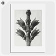 1-94_Karl-Blossfeldt_picture