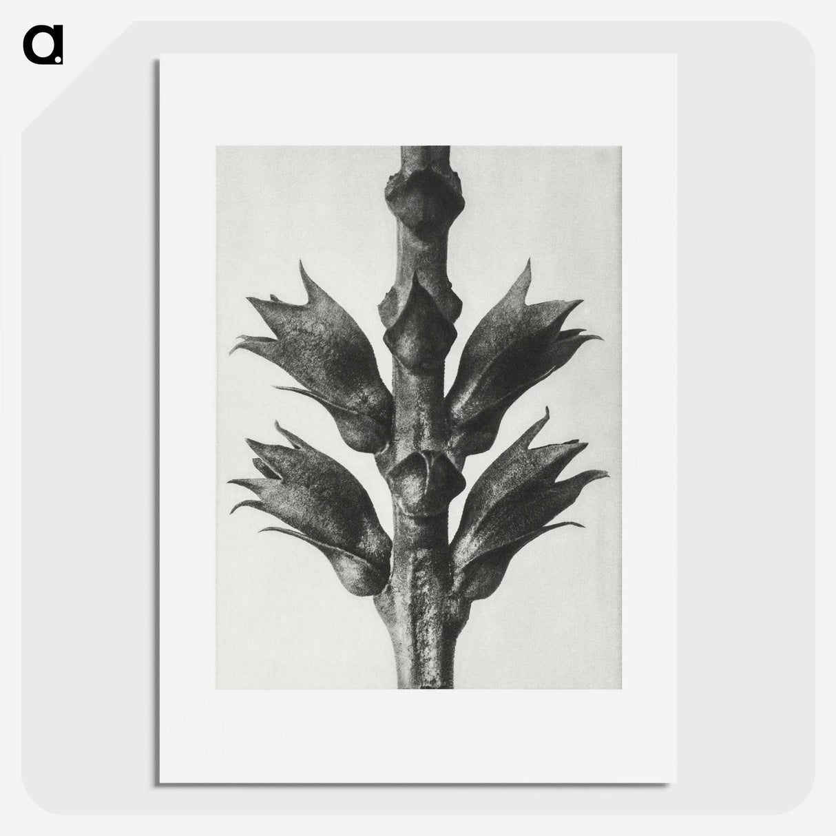 1-94_Karl-Blossfeldt_picture