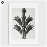 1-94_Karl-Blossfeldt_picture