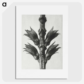 1-94_Karl-Blossfeldt_picture