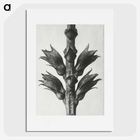 1-94_Karl-Blossfeldt_picture