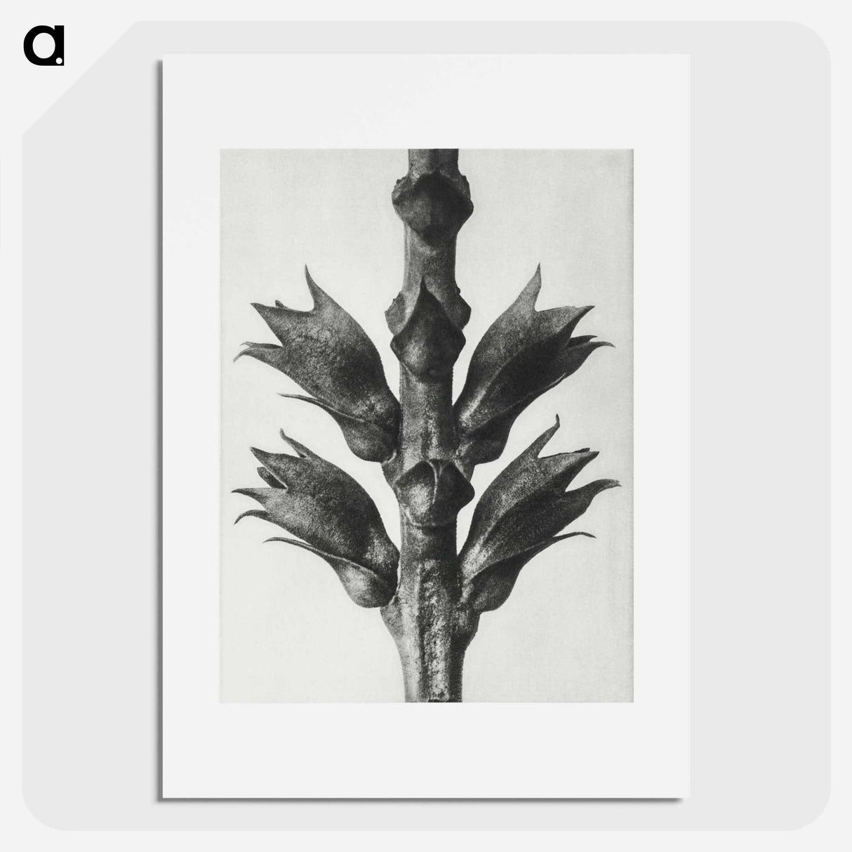 Physostegia Virginiana (Virginian False Dragon–head) - カール ブロスフェルト Poster.