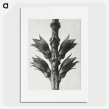 Physostegia Virginiana (Virginian False Dragon–head) - カール ブロスフェルト Poster.