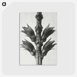 1-94_Karl-Blossfeldt_postcard
