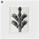 アートポストカード-Physostegia Virginiana (Virginian False Dragon–head) - カール ブロスフェルト Postcard.