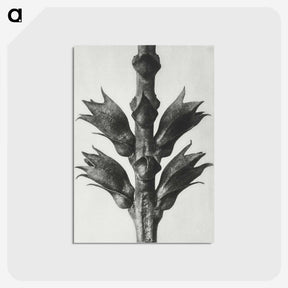 1-94_Karl-Blossfeldt_postcard