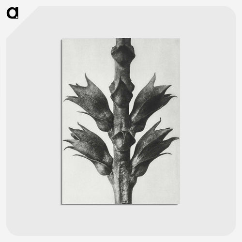 Physostegia Virginiana (Virginian False Dragon–head) - カール ブロスフェルト Postcard.