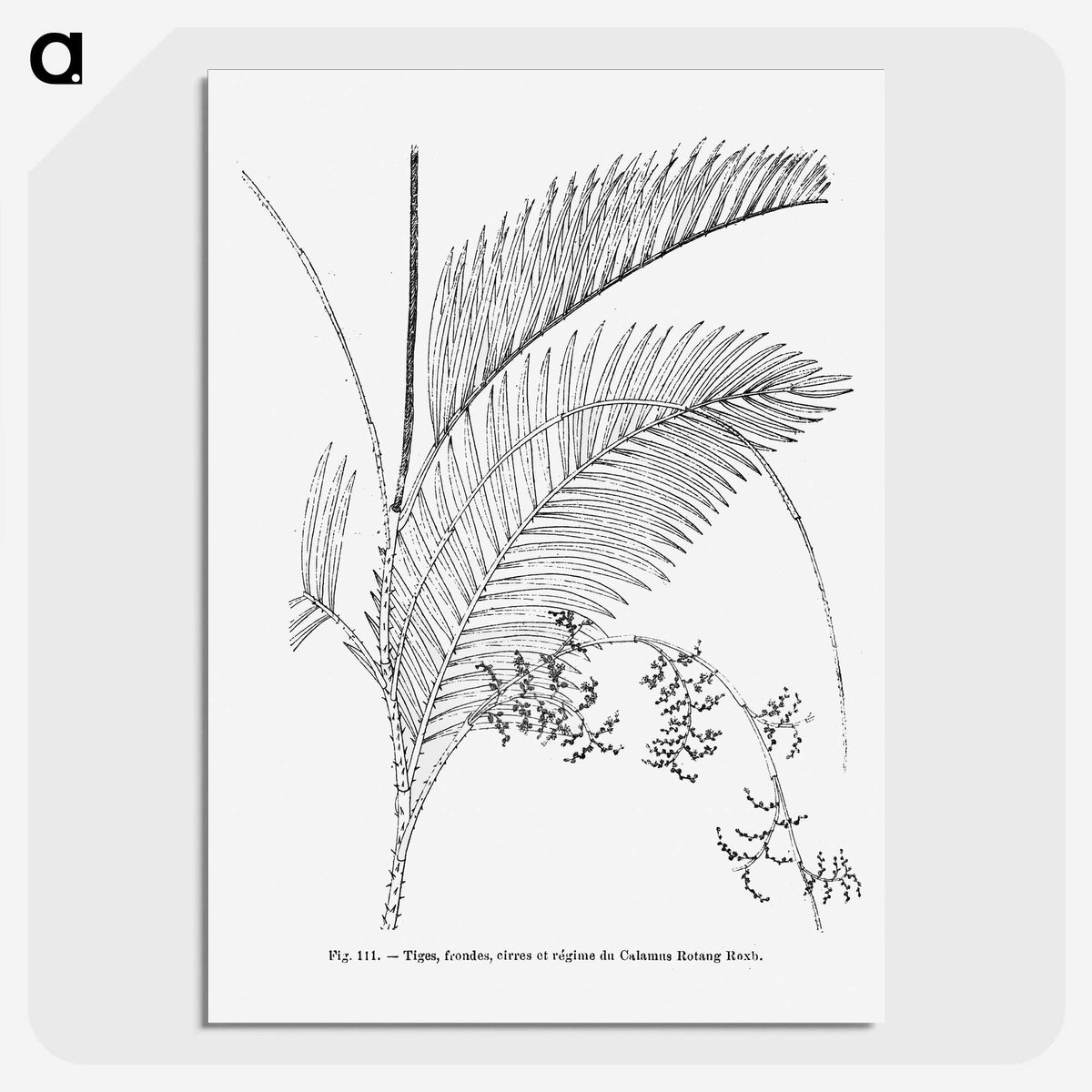 1-94_Les-Palmiers-Histoire-Iconographique_picture-crop