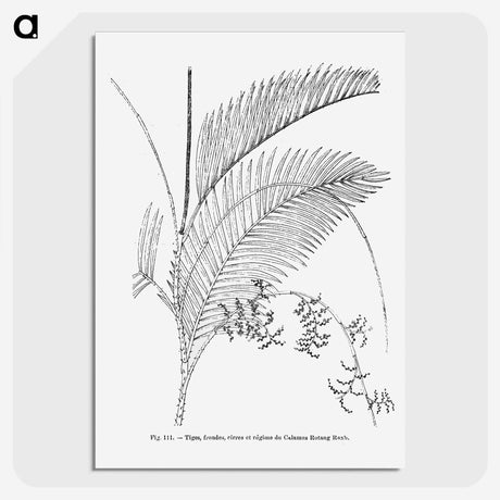 1-94_Les-Palmiers-Histoire-Iconographique_picture-crop