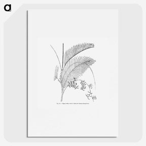 1-94_Les-Palmiers-Histoire-Iconographique_picture