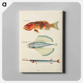 アートパネル-Moluccan Fishes
 - ルイ ルナール Canvas.