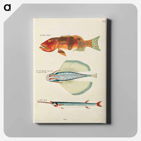 アートパネル-Moluccan Fishes
 - ルイ ルナール Canvas.