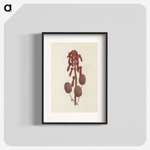 Aloe macrocarpa
 - ルイージ バルガーニ Poster.