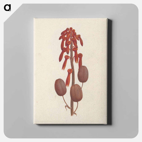 アートパネル-Aloe macrocarpa
 - ルイージ バルガーニ Canvas.