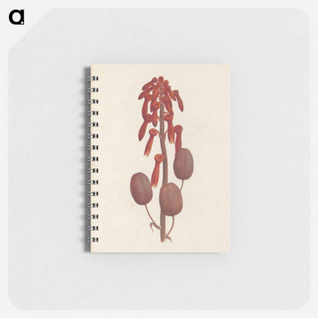 アートメモ帳-Aloe macrocarpa
 - ルイージ バルガーニ Memo.