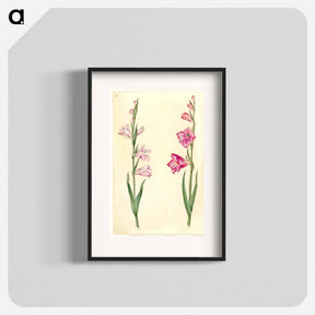 アートポスター-Gladiolus communis
 - マリア ジビーラ メーリアン Poster.