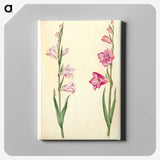 1-94_Maria-Sibylla-Merian_canvas
