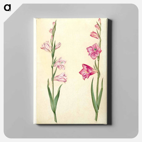 アートパネル-Gladiolus communis
 - マリア ジビーラ メーリアン Canvas.
