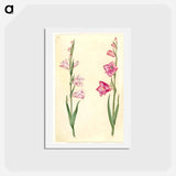 アートポストカード-Gladiolus communis
 - マリア ジビーラ メーリアン Postcard.