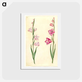 アートポストカード-Gladiolus communis
 - マリア ジビーラ メーリアン Postcard.